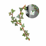 23-tlg. 3D Efeu-Kühlschrankmagnet-Set Magnet Efeuranken-Deko