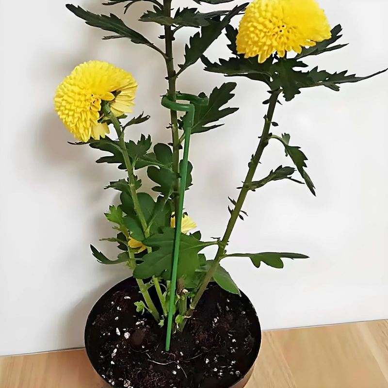 Pflanzen Stützstange Pflanzenstütze Blumenstütze 1 Set - 10 Stück