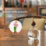 Avocadobaum-Glas Avocado-Vase Hydrokultur-Vase Hyazinthenglas