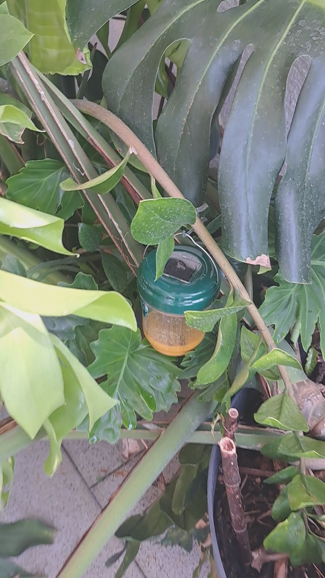Solar LED Wespenfalle Fliegenfalle Insektenfalle Mückenfalle - 2 Stück