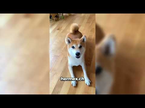 Hundebett Grösse M Hundekissen Tiermatte Hundesofa Haustiermatratze